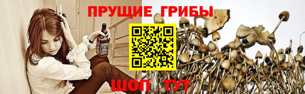 Галлюциногенные грибы мицелий Луга